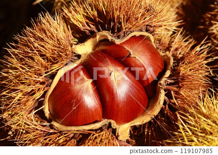 A large brown chestnut inside a burr that has fallen from a chestnut tree A large brown chestnut inside a burr that has fallen from a chestnut tree 119107985