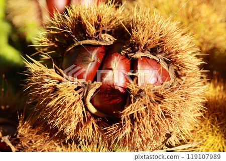 A large brown chestnut inside a burr that has fallen from a chestnut tree 119107989