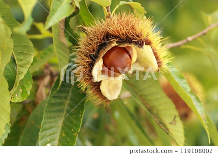 A large brown chestnut inside a burr, about to fall off at any moment. A large brown chestnut inside a burr, about to fall off at any moment. 119108002