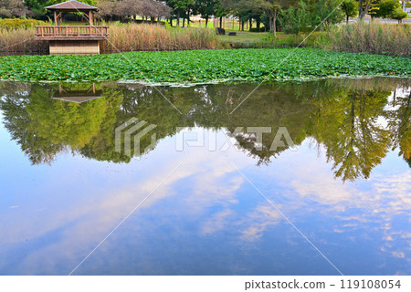 秋天的顏色開始變化，水鏡，大池湖，城山公園，桶川市 119108054