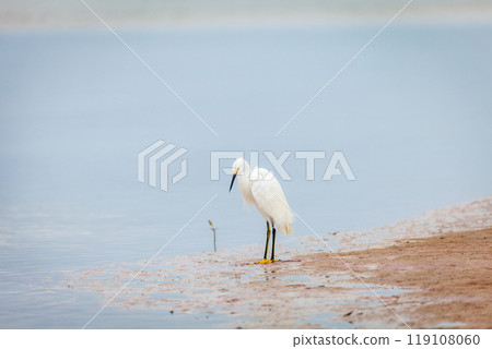 Snowy egret 119108060