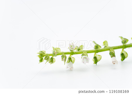 Close-up of perilla flower 119108169