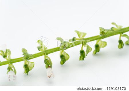 Close-up of perilla flower 119108170