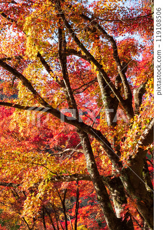 Autumn leaves of Konami River 119108506