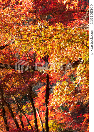 Autumn leaves of Konami River Autumn leaves of Konami River 119108509