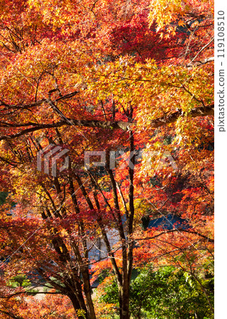 Konami河秋葉 Konami河秋葉 119108510