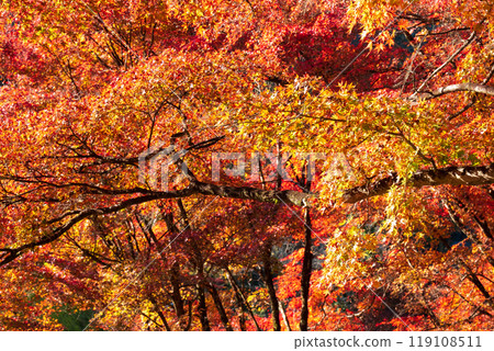 Autumn leaves of Konami River 119108511