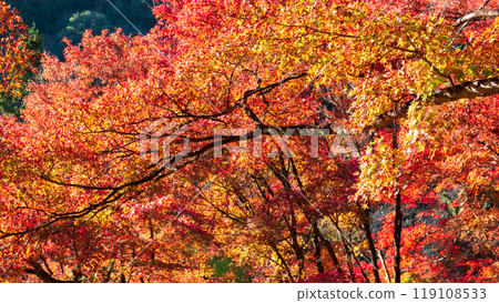 Autumn leaves of Konami River Autumn leaves of Konami River 119108533