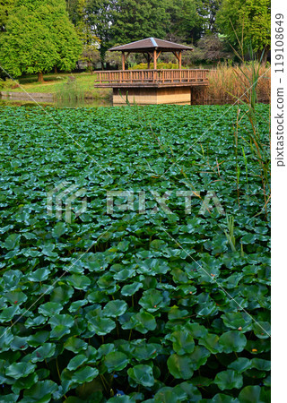 秋色開始變化、水生植物、大池湖、桶川市城山公園 119108649