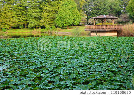 秋色開始變化、水生植物、大池湖、桶川市城山公園 秋色開始變化、水生植物、大池湖、桶川市城山公園 119108650