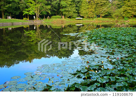 Autumn colors begin to change, water reflection, aquatic plants growing along the shore of Oike Lake, Shiroyama Park, Okegawa City Autumn colors begin to change, water reflection, aquatic plants growing along the shore of Oike Lake, Shiroyama Park, Okegawa City 119108670