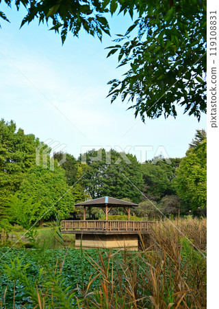 秋色開始變化,桶川市大池湖、城山公園 秋色開始變化,桶川市大池湖、城山公園 119108831