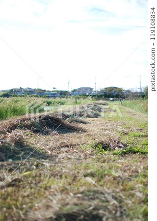 Autumn Hay 119108834