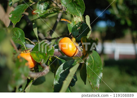 秋柿柿子 119108889