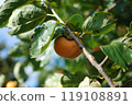 秋柿柿子 119108891