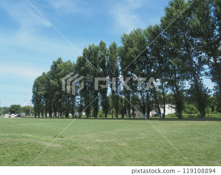 夏季公園的高樹和藍天_1 119108894