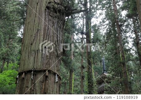 Dewa Sanzan, Mt. Haguro, Natural Monument, Jiji Cedar 119108919