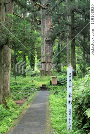 出羽三山、羽黑山、天然紀念物、地杉 119108920