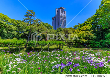東京都文京區小石川後樂園（鳶尾花盛開） 119108978