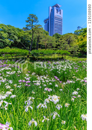 東京都文京區小石川後樂園(鳶尾花盛開) 東京都文京區小石川後樂園(鳶尾花盛開) 119108980