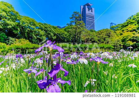 Koishikawa Korakuen Garden in Bunkyo Ward, Tokyo (irises in full bloom) Koishikawa Korakuen Garden in Bunkyo Ward, Tokyo (irises in full bloom) 119108981