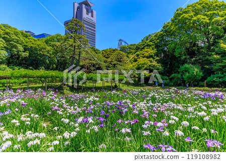 Koishikawa Korakuen Garden in Bunkyo Ward, Tokyo (irises in full bloom) Koishikawa Korakuen Garden in Bunkyo Ward, Tokyo (irises in full bloom) 119108982