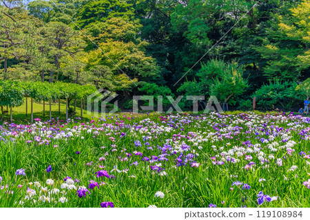 Koishikawa Korakuen Garden in Bunkyo Ward, Tokyo (irises in full bloom) Koishikawa Korakuen Garden in Bunkyo Ward, Tokyo (irises in full bloom) 119108984