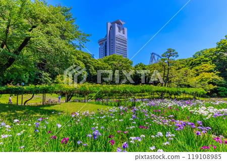 Koishikawa Korakuen Garden in Bunkyo Ward, Tokyo (irises in full bloom) Koishikawa Korakuen Garden in Bunkyo Ward, Tokyo (irises in full bloom) 119108985