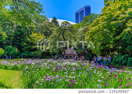Koishikawa Korakuen Garden in Bunkyo Ward, Tokyo (irises in full bloom) Koishikawa Korakuen Garden in Bunkyo Ward, Tokyo (irises in full bloom) 119108987