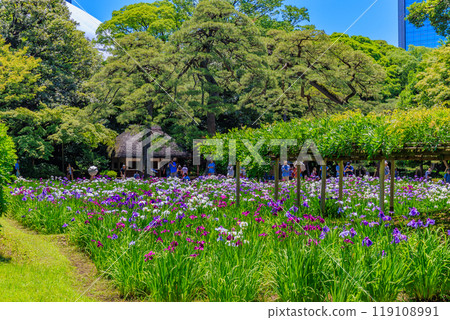 東京都文京區小石川後樂園(鳶尾花盛開) 東京都文京區小石川後樂園(鳶尾花盛開) 119108991