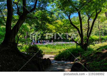 Koishikawa Korakuen Garden in Bunkyo Ward, Tokyo (irises in full bloom) Koishikawa Korakuen Garden in Bunkyo Ward, Tokyo (irises in full bloom) 119108992