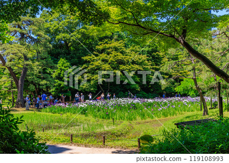 Koishikawa Korakuen Garden in Bunkyo Ward, Tokyo (irises in full bloom) Koishikawa Korakuen Garden in Bunkyo Ward, Tokyo (irises in full bloom) 119108993