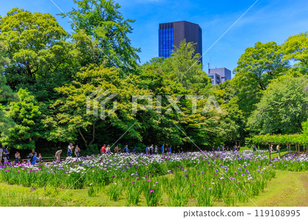 Koishikawa Korakuen Garden in Bunkyo Ward, Tokyo (irises in full bloom) Koishikawa Korakuen Garden in Bunkyo Ward, Tokyo (irises in full bloom) 119108995
