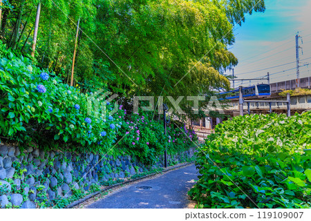 Tokyo, Kita-ku, Oji, Asukayama Park, Asuka Path Hydrangeas Tokyo, Kita-ku, Oji, Asukayama Park, Asuka Path Hydrangeas 119109007