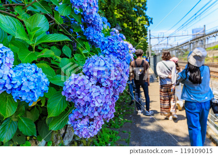 Tokyo, Kita-ku, Oji, Asukayama Park, Asuka Path Hydrangeas 119109015