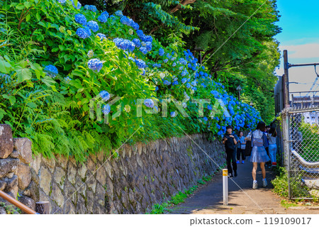 Tokyo, Kita-ku, Oji, Asukayama Park, Asuka Path Hydrangeas Tokyo, Kita-ku, Oji, Asukayama Park, Asuka Path Hydrangeas 119109017