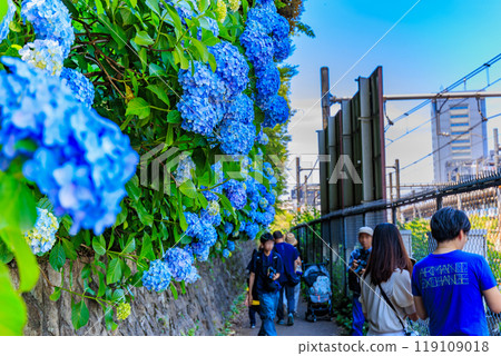 Tokyo, Kita-ku, Oji, Asukayama Park, Asuka Path Hydrangeas 119109018