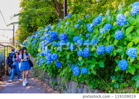 Tokyo, Kita-ku, Oji, Asukayama Park, Asuka Path Hydrangeas 119109019