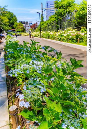 東京都北區王子飛鳥山公園飛鳥路的繡球花 119109022