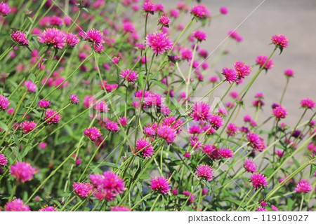 Gomphrena Love Love Love (Zinnia) 119109027