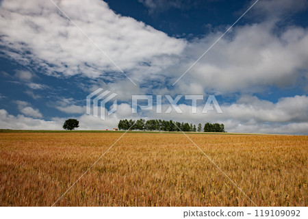 Beautiful wheat field Beautiful wheat field 119109092
