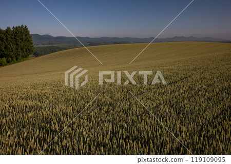 Beautiful wheat field 119109095
