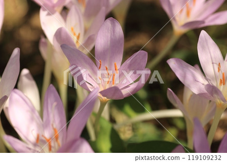 狗藏紅花是一種美麗的透明花，但它是一種有毒植物。 119109232