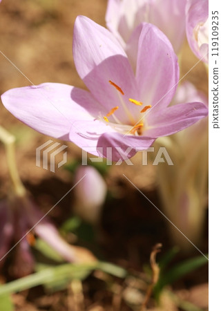 狗藏紅花是一種美麗的透明花，但它是一種有毒植物。 119109235