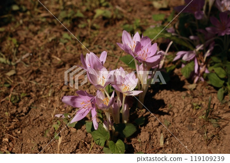 狗藏紅花是一種美麗的透明花，但它是一種有毒植物。 119109239