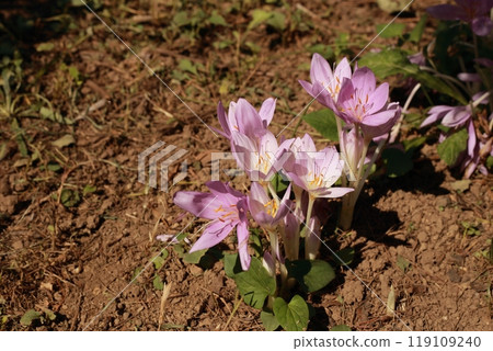 Crocus sativus is a beautiful, transparent flower, but it is a poisonous plant. Crocus sativus is a beautiful, transparent flower, but it is a poisonous plant. 119109240