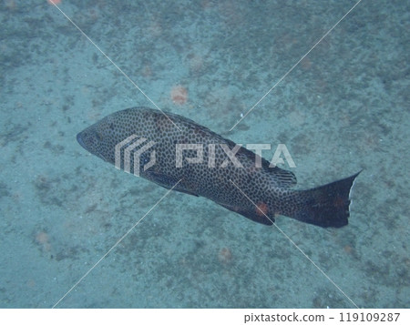 巨型石斑魚，一種在海裡游泳的大魚 119109287