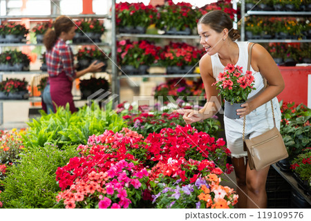 Young woman choosing periwinkle in pot 119109576