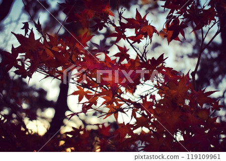 Autumn evening light seen through maple leaves Autumn evening light seen through maple leaves 119109961
