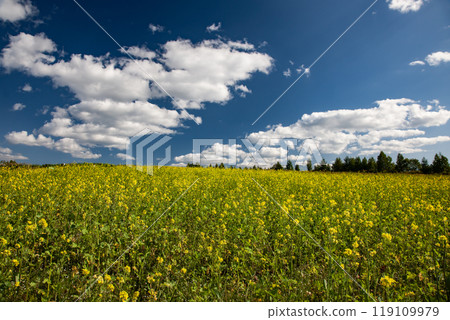 Yellow Earth with Mustard Blooming Yellow Earth with Mustard Blooming 119109979